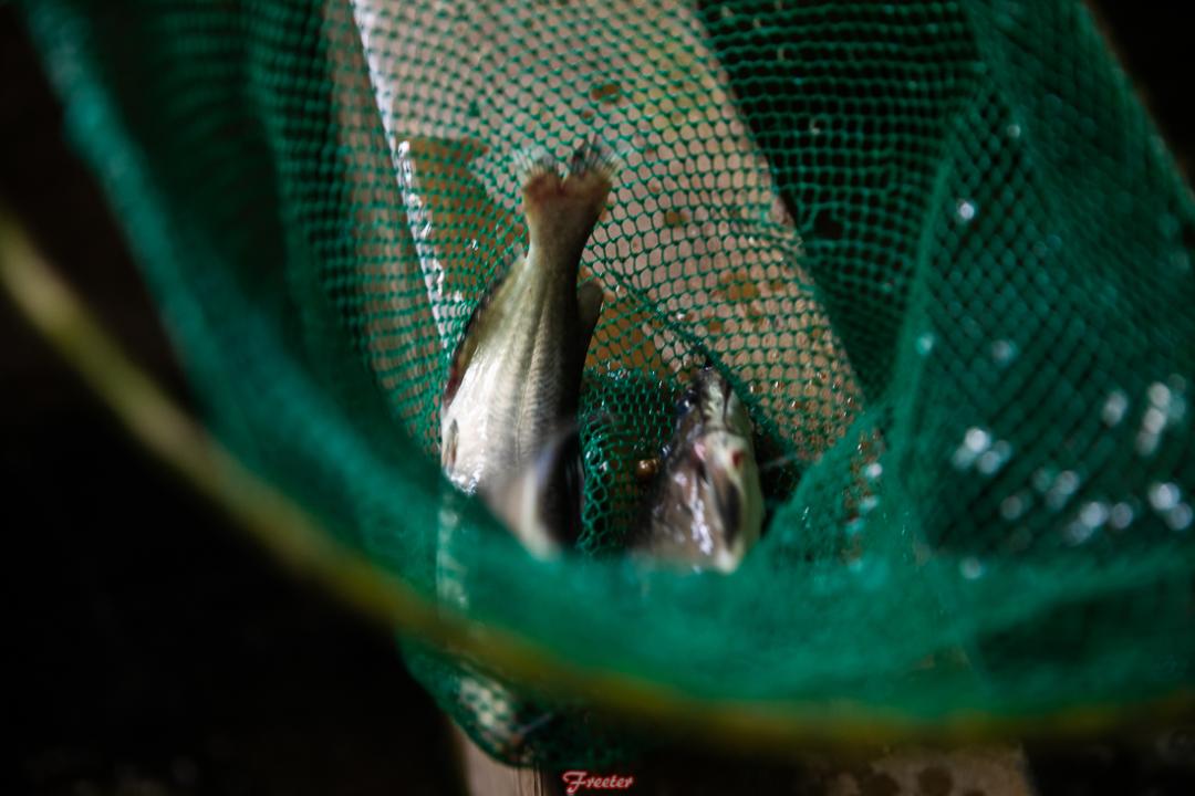 龙塘有哪些好吃的,清远龙塘海鲜大排档