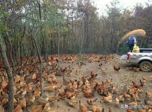 散养土鸡怎么养才长得快,散养土鸡产蛋饲料配方