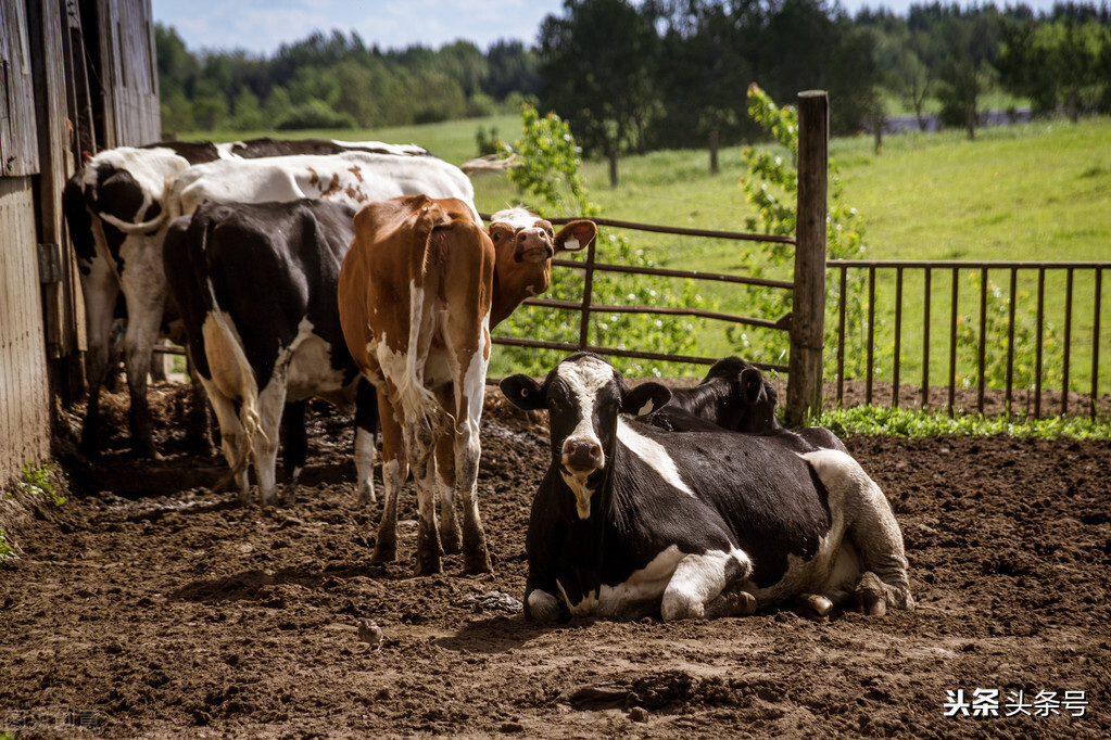 奶牛场得布病如何预防,奶牛布氏杆菌病
