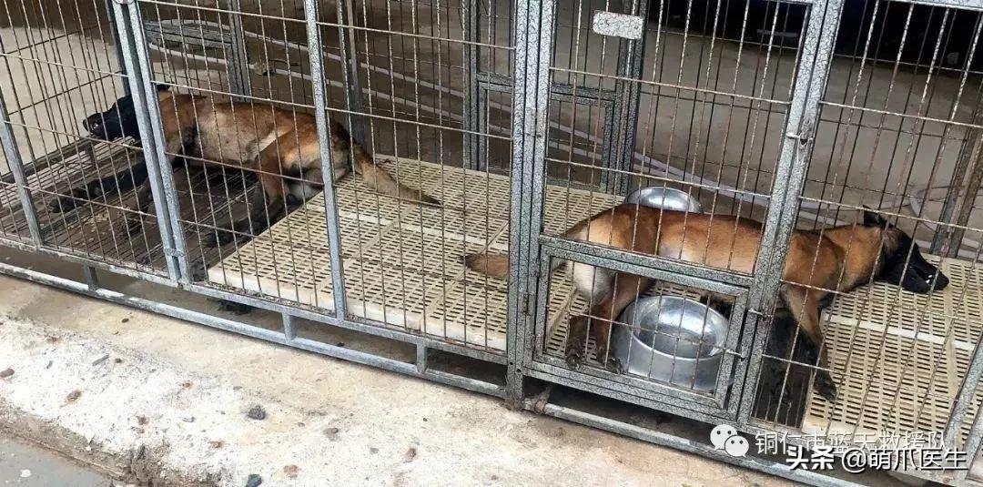 长得最像狼的狗,最帅狗