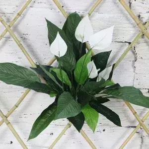 养的白掌有些叶子黑了,养白掌不吉利扔掉可以吗