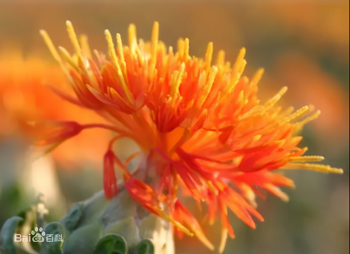 红花颜色掩千花任是猩猩血未加
