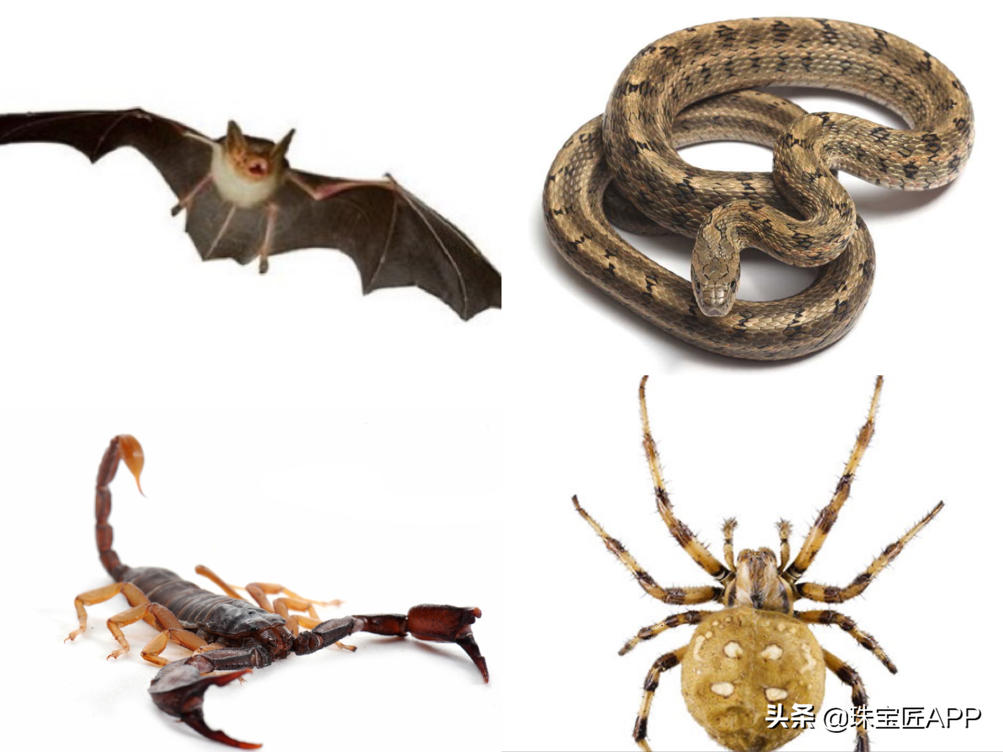 十种可怕的珠宝,珠宝手绘橙色宝石寓意什么