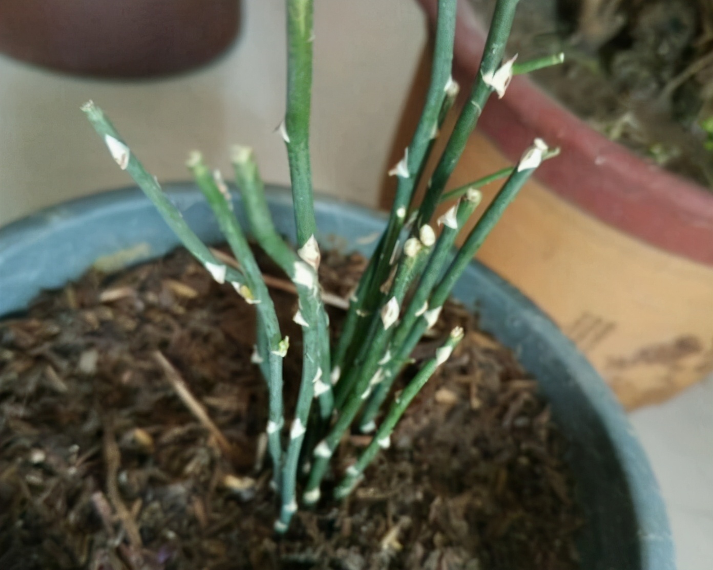 文竹叶子枯萎但根部还绿怎么办,文竹叶子枯了会返青吗