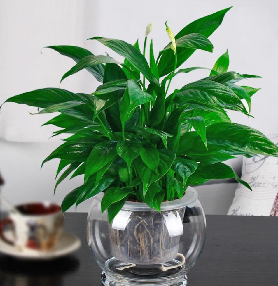 白掌长出新叶马上就发黑什么原因,白掌黑叶的原因