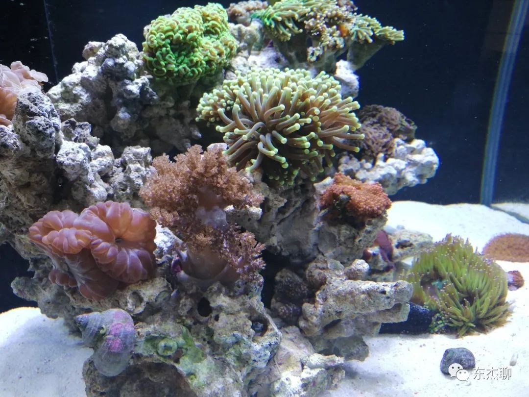 甲藻的有效处理方案,甲藻和菌膜的区别