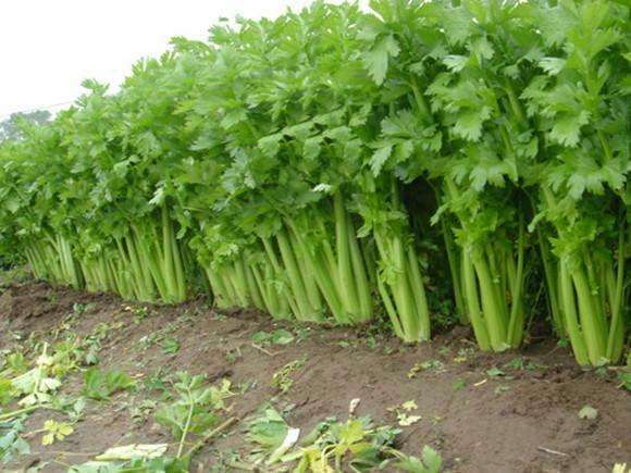 网上卖的西芹籽对痛风有用么,西芹素可以调理痛风吗