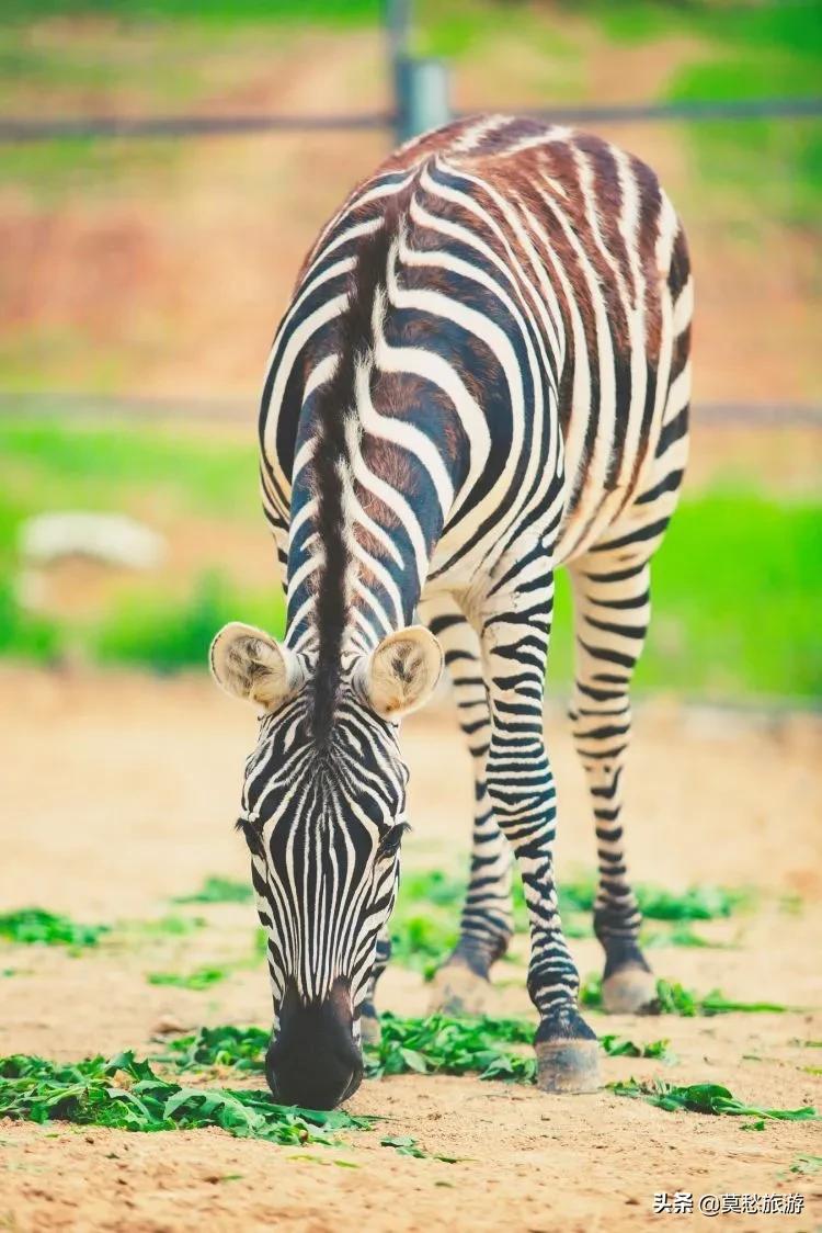 南京周边免费旅游景点推荐一日游,南京免费的旅游景点有哪些地方