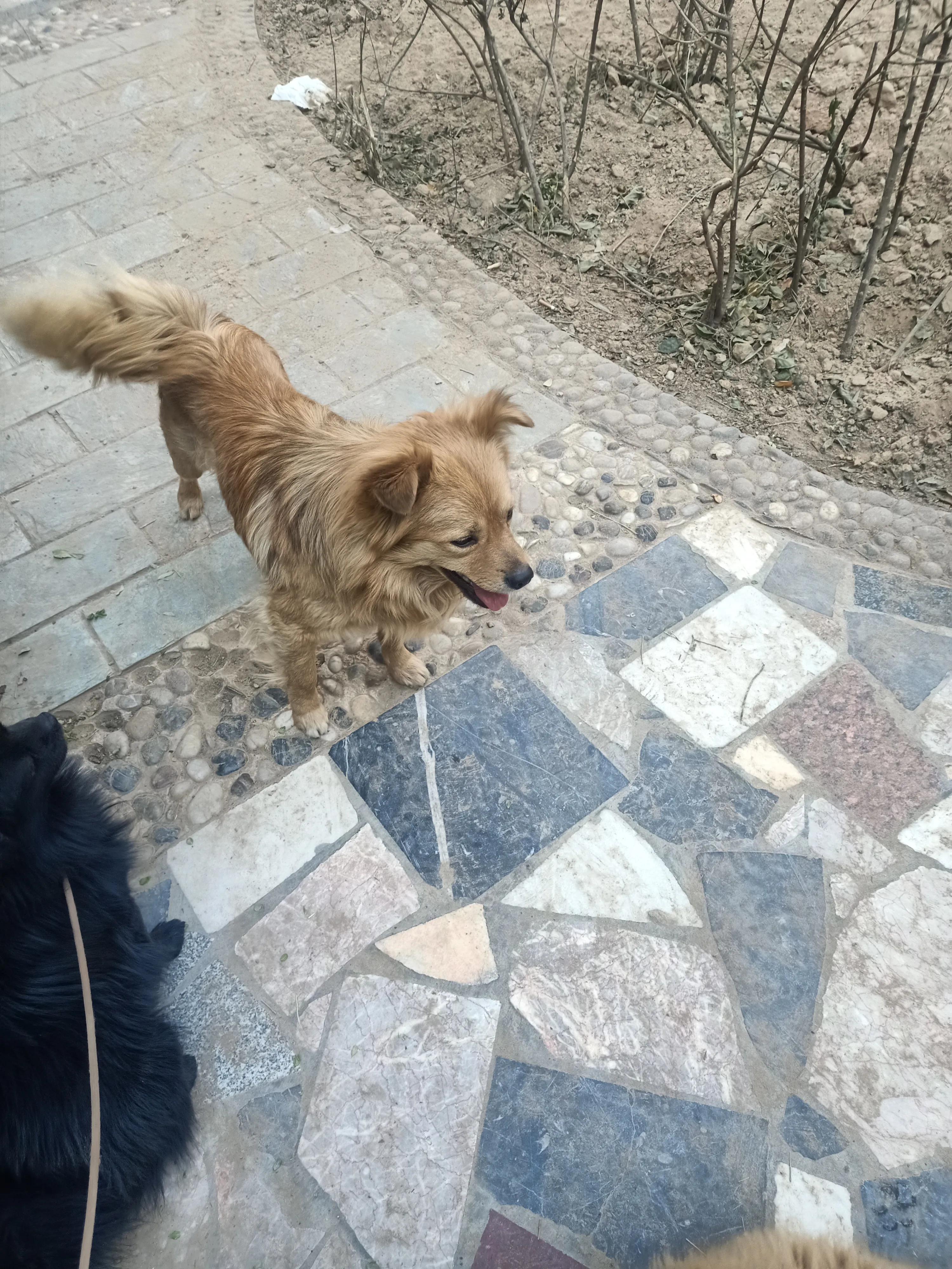 狗狗没有地方养了，怎么办？