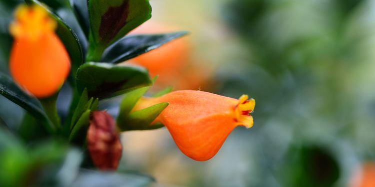 金鱼吊兰怎么养护能发新枝多开花,金鱼吊兰冬天怎样养才能花开爆盆