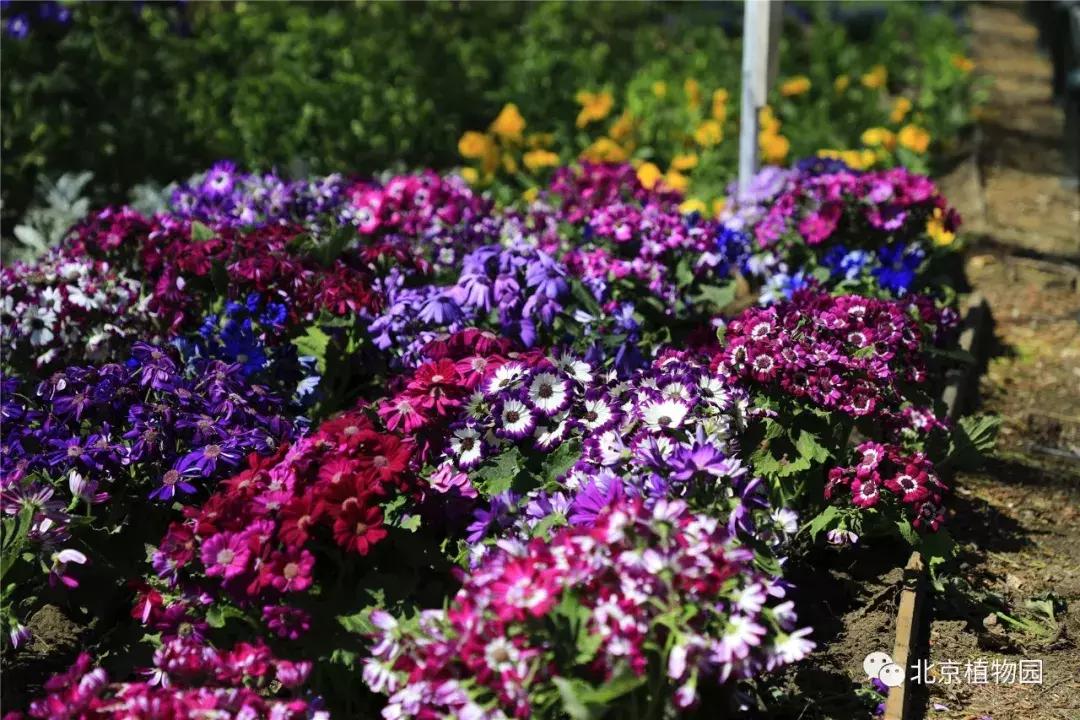 中国科学院植物研究所北京植物园,北京植物园有牡丹花还有什么花