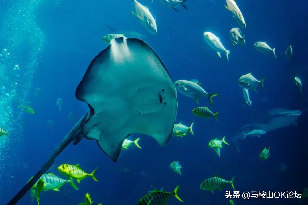 马鞍山景点优惠团购,马鞍山景区优惠
