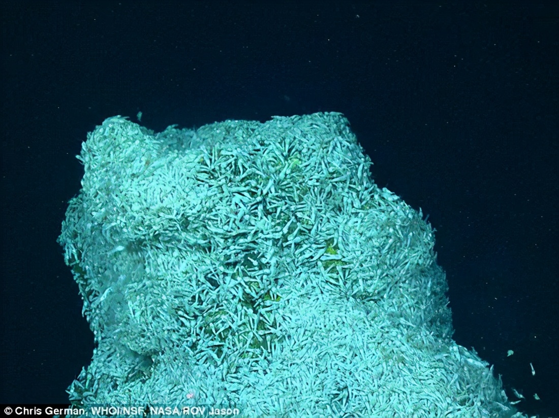 海底400度火山口的虾上岸,海底450度的虾怎么煮熟