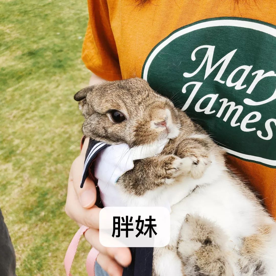 一只鸭子一万五元,一只鸭子一万多