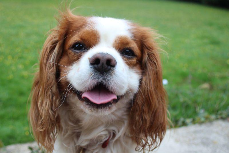 什么会导致癫痫狗狗频繁发病,癫痫狗狗饮食注意什么