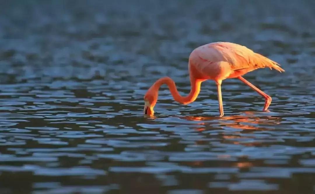 白本护照出境法国旅游免签吗,白本护照旅游去哪个国家比较好