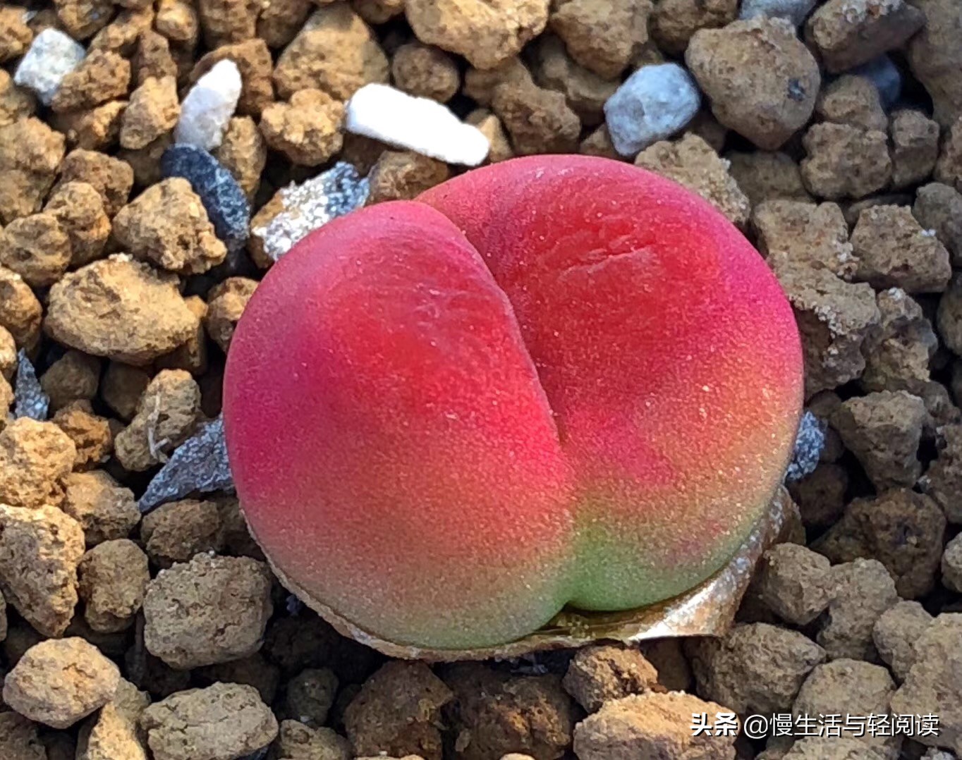 《慢生活·轻阅读》1647期