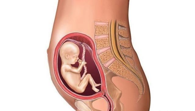 怀孕几个月开始显怀二胎,怀孕几个月开始显怀比较明显