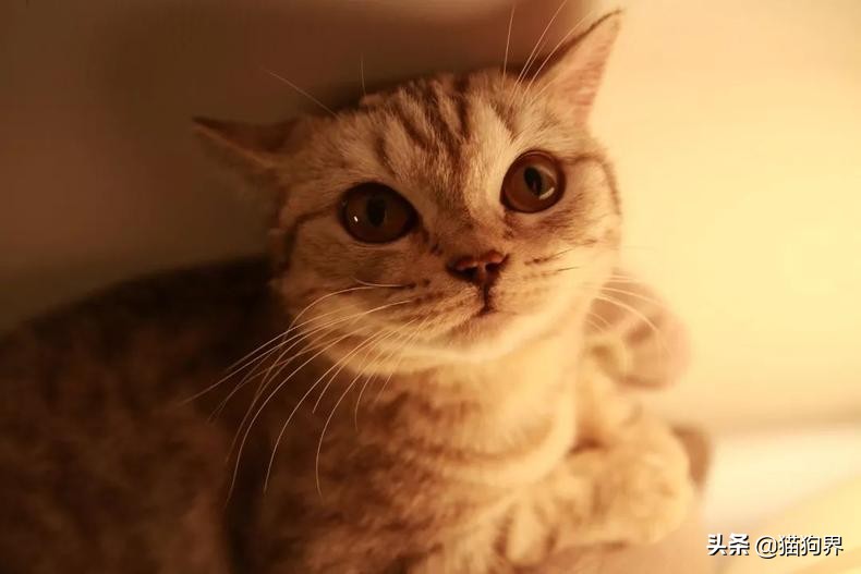 猫咪身上很臭为什么它都不舔毛,为什么猫咪不洗澡也不会臭