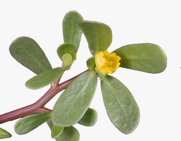 马齿苋药食同源，可用于*褐斑黄**、*疮痤**、*麻疹荨**等各类皮肤科疾病