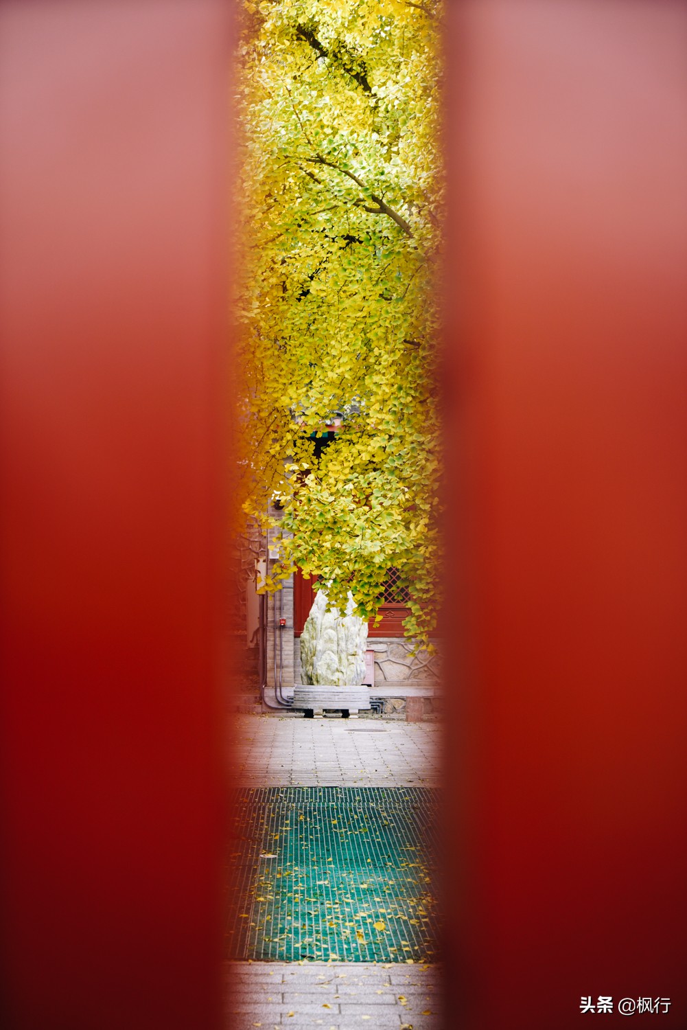 北京18个看银杏的好地方在哪,北京八大处看银杏攻略