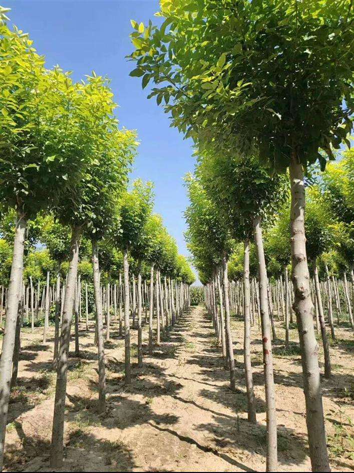 植物白蜡的养护,每天认识一种草