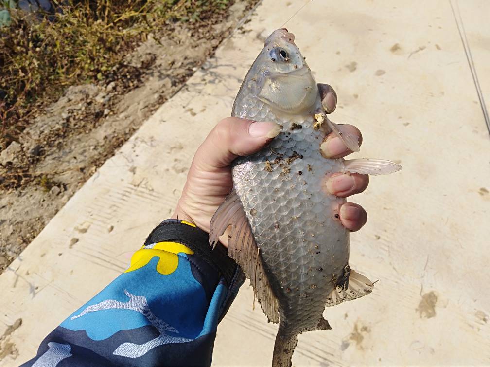 掌握钓鱼的技巧,掌握这几个野钓小技巧