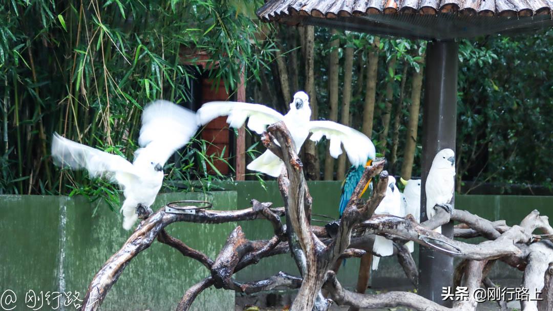 上海野生动物园攻略，一个适合亲子游玩的地方