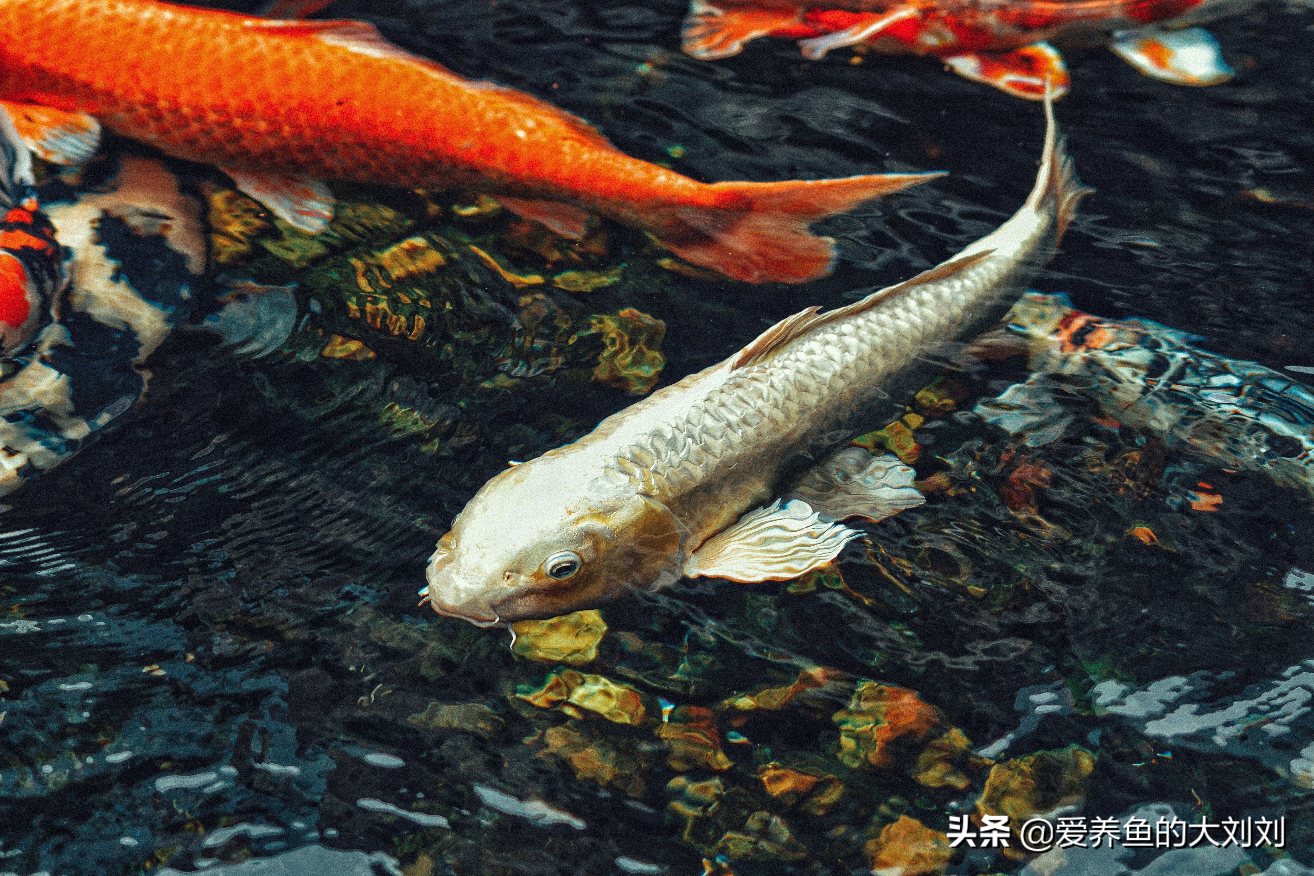 观赏鱼喂多了,观赏鱼喂多了就死鱼