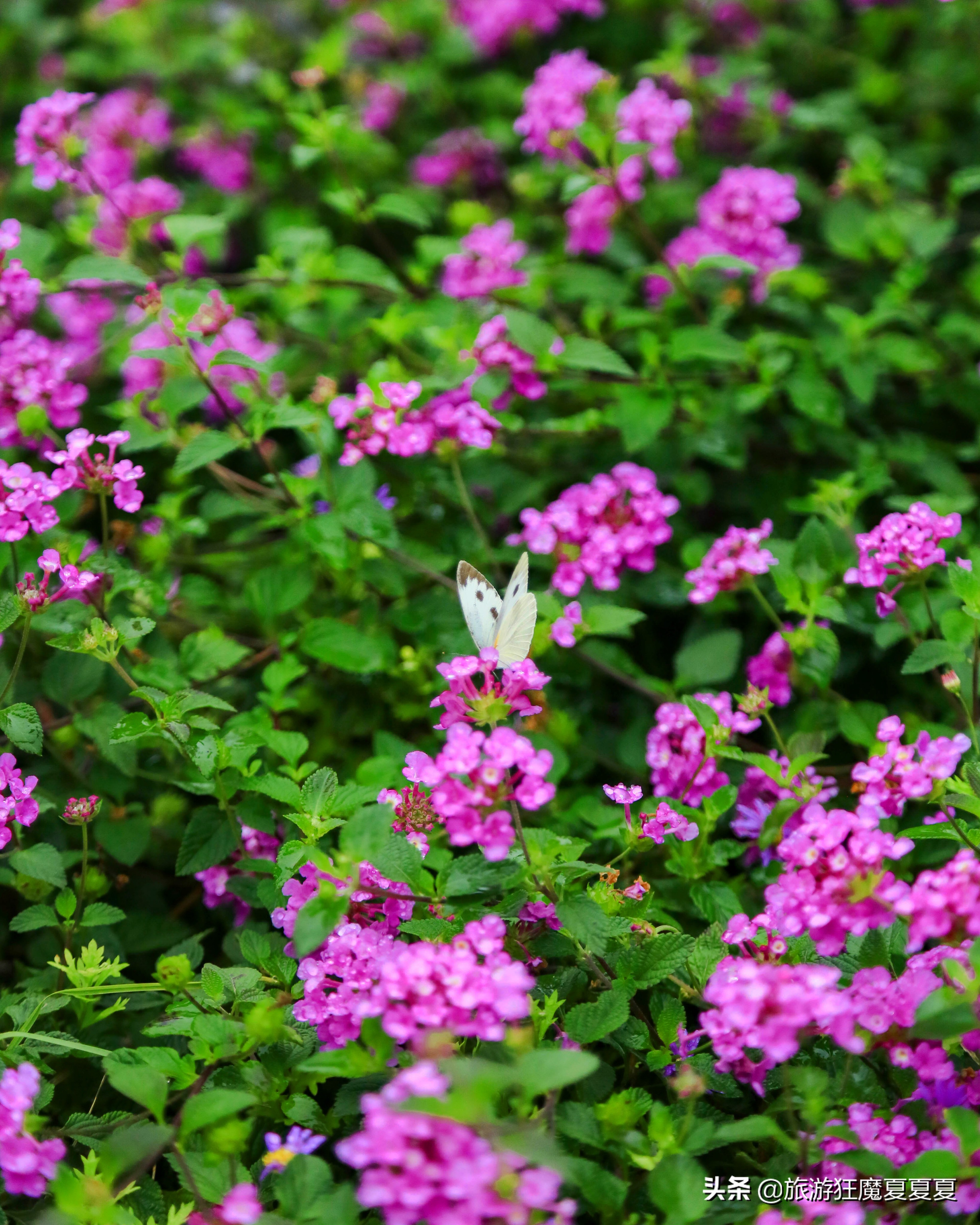 成都市龙泉驿区红旗村,成都市红旗村
