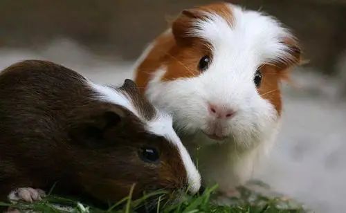 遇到惊吓便流产！天竺鼠胆子到底有多小？为啥会如此胆小呢？