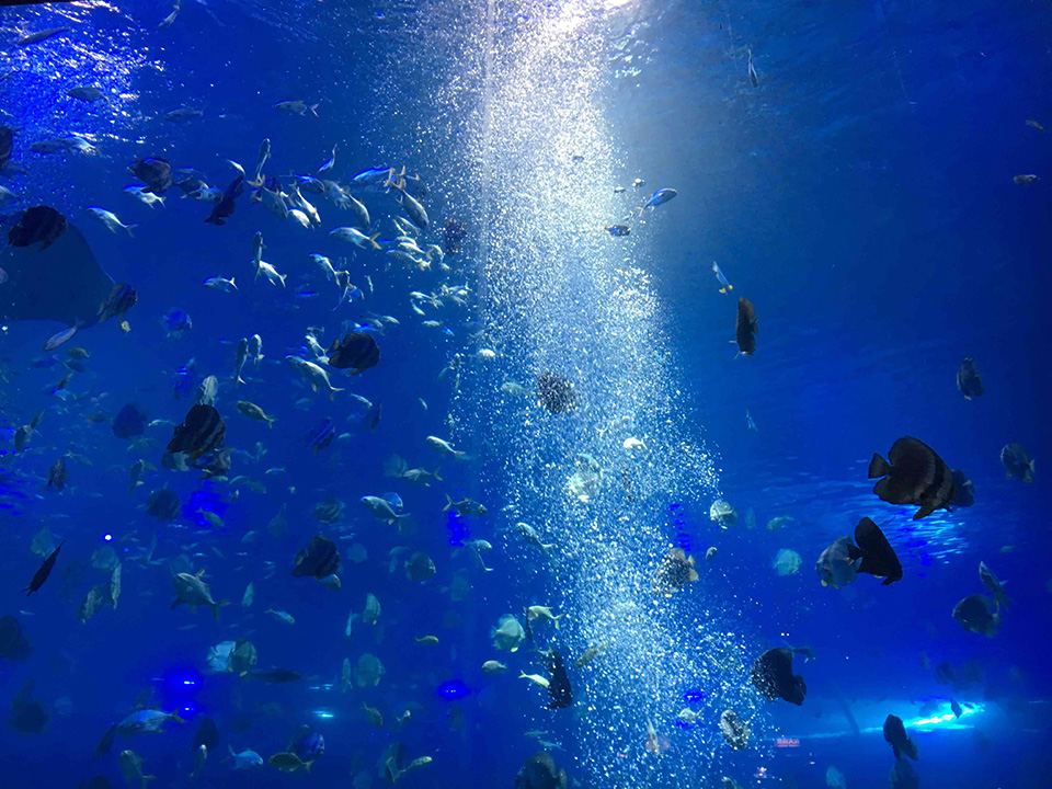 重庆汉海海洋公园探险,重庆汉海海洋公园介绍