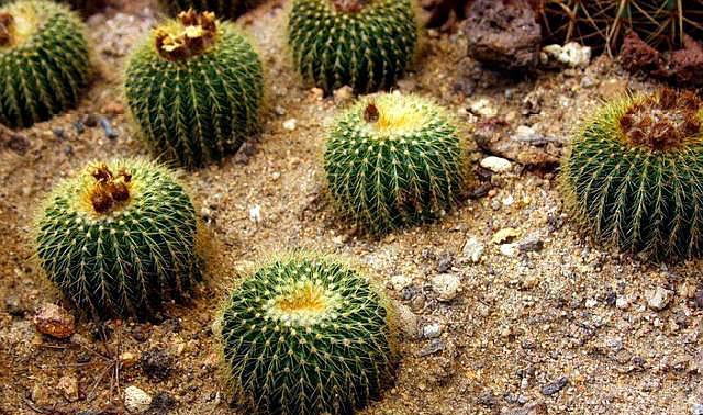 养花不该买的肥料,养花不买土自己挖