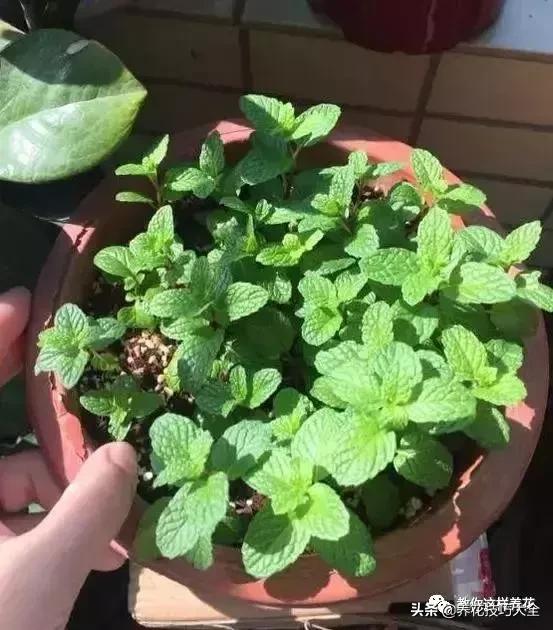 帮助睡眠的花水养,睡眠不理想试试养这4种花