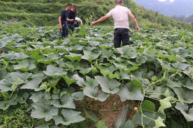 南瓜疯长不结果怎么办,南瓜生长过旺不开花结果怎么办