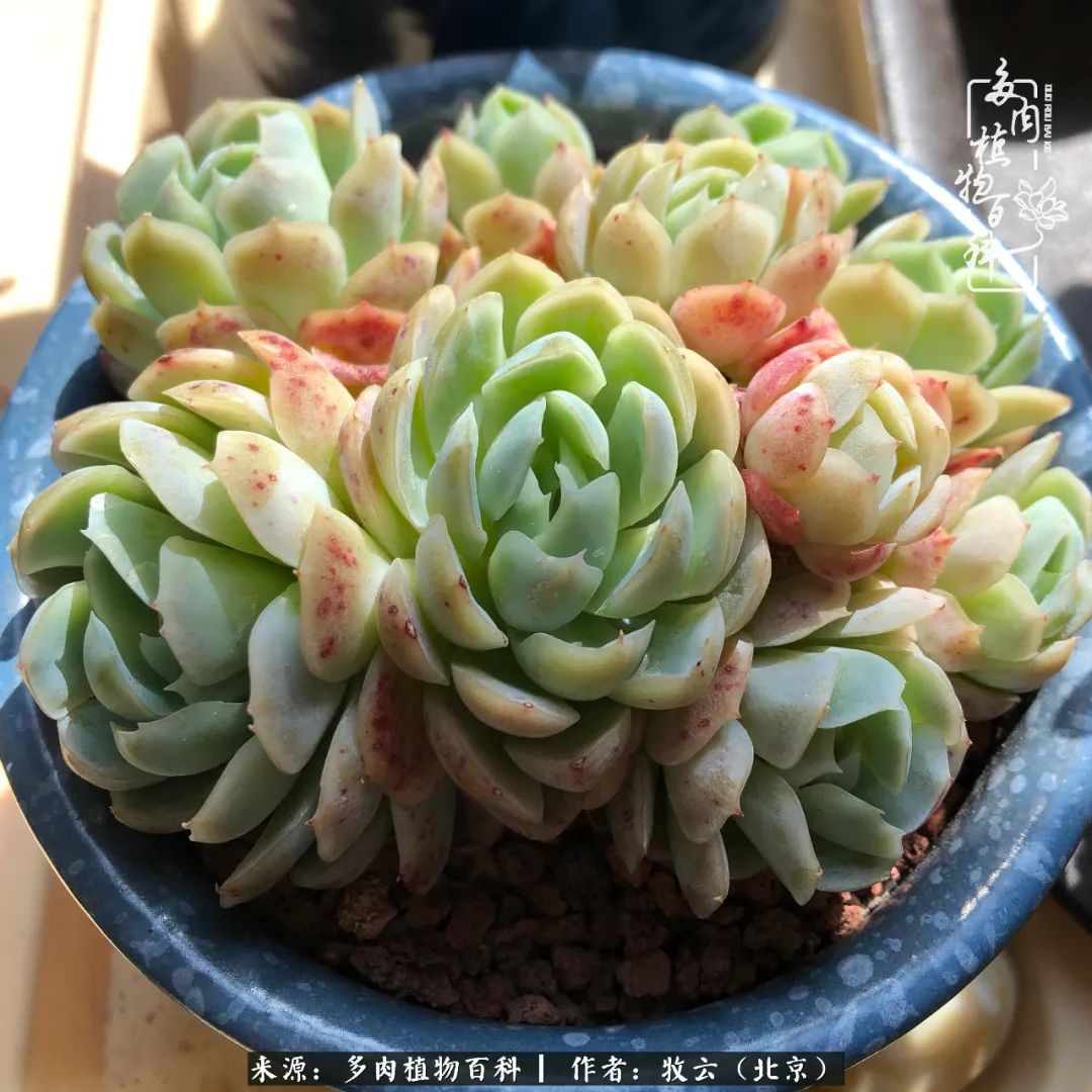 日常生活中常见的多肉植物,多肉植物神奇之处