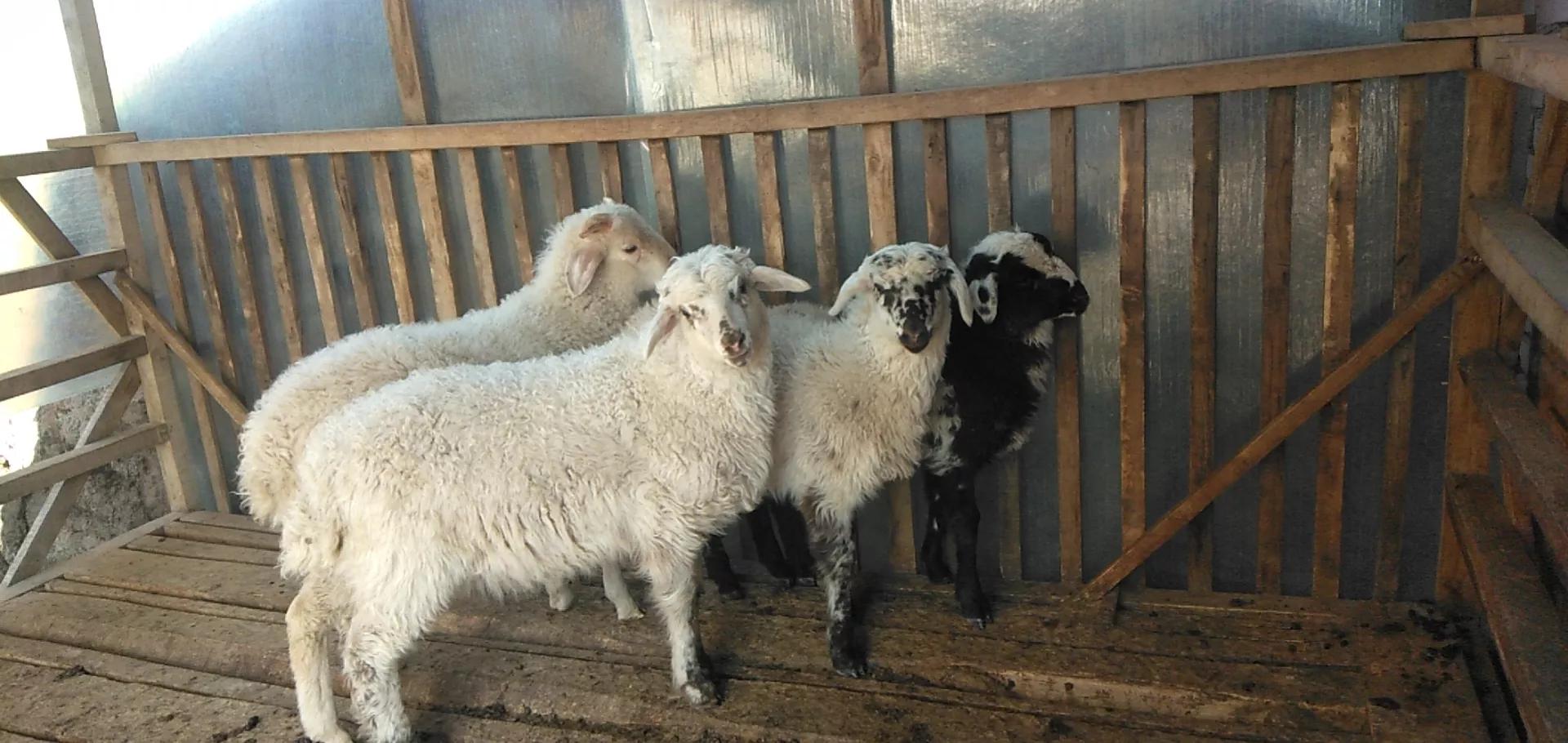 养羊的利润与成本真实列表,养羊的利润一般在多少