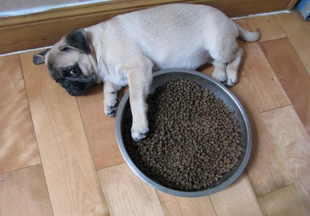 如果你有一只巴哥犬,那么不妨看看这篇文章,或许会收获许多