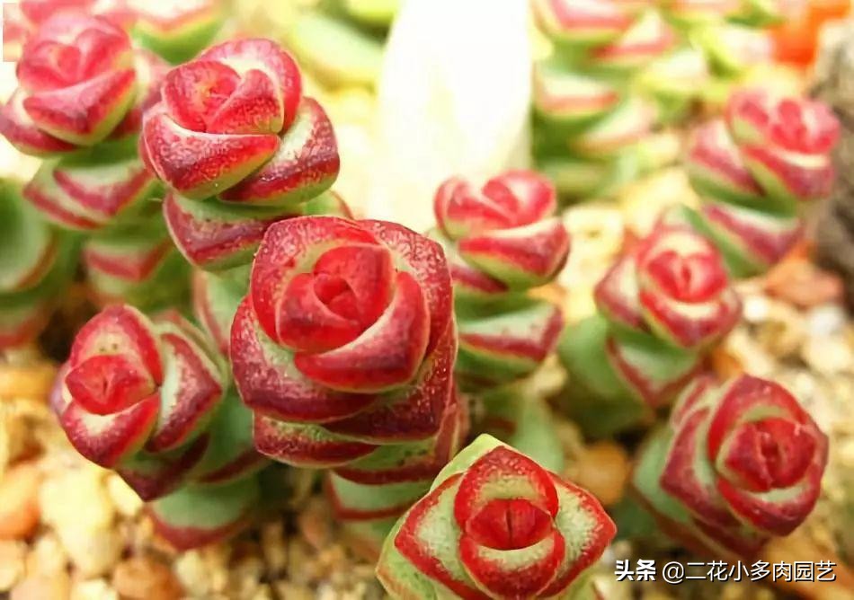 365种·常见花卉图谱，观果和多肉植物收藏篇