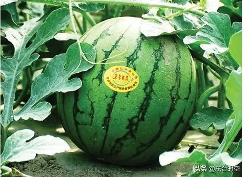 我的家乡东台,我的家乡江苏东台市