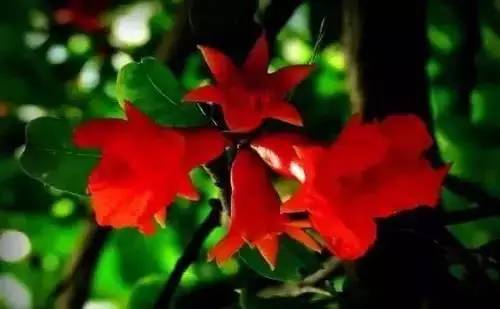 全国56个城市的市花,全国56个城市市花一览