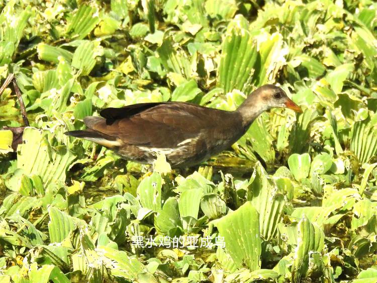 洪湖荷花仙子,洪湖公园蜻蜓