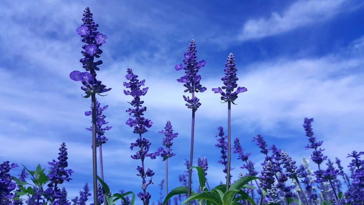 园林人需要知道的85个花卉知识,园林花卉的种类及图片