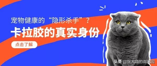 猫咪日常喂食罐头,主人给猫咪喂罐头