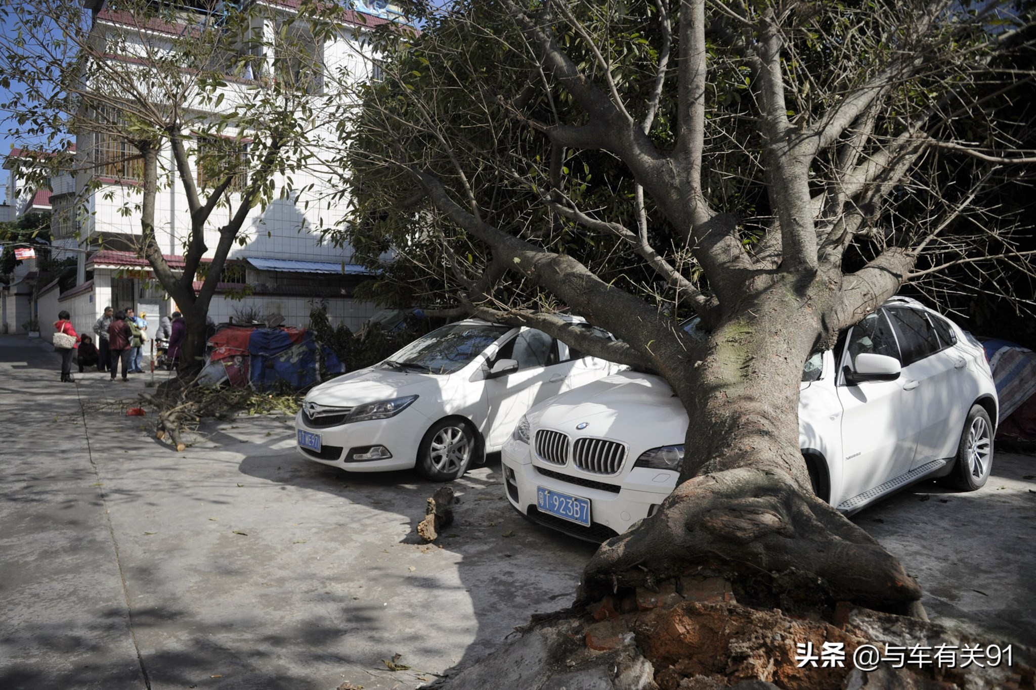 车被树砸了人保理赔吗,如果车被树砸了保险赔吗