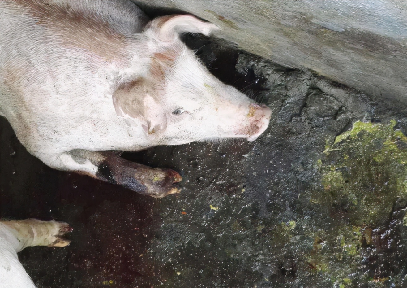 猪呕吐打什么针？猪呕吐是什么原因？这四种情况要重视起来