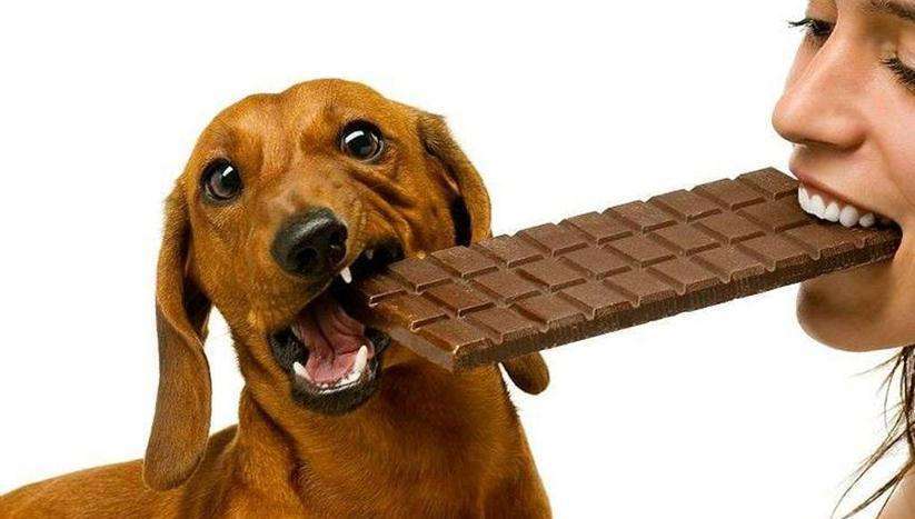 狗狗吃什么食物会有生命危险,狗狗不能吃哪些食品添加剂