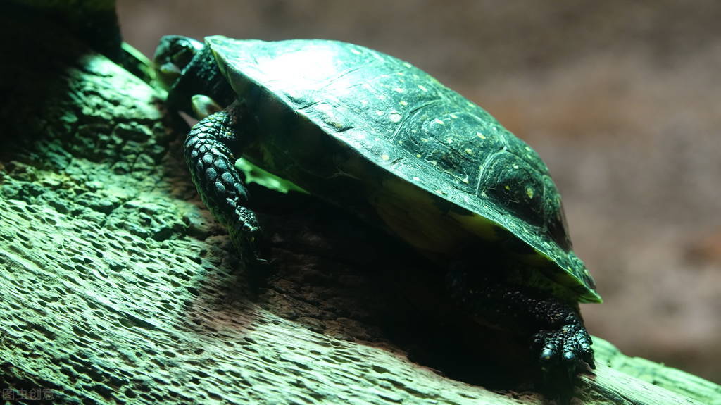 怎么养草龟草龟喜欢吃啥,草龟中的哪些品种比较好养