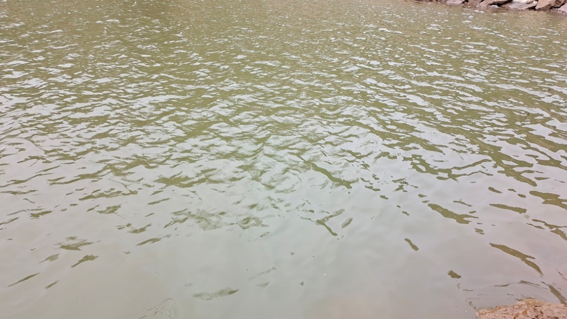 鳊鱼怎么钓效果最好,鳊鱼怎么才好钓