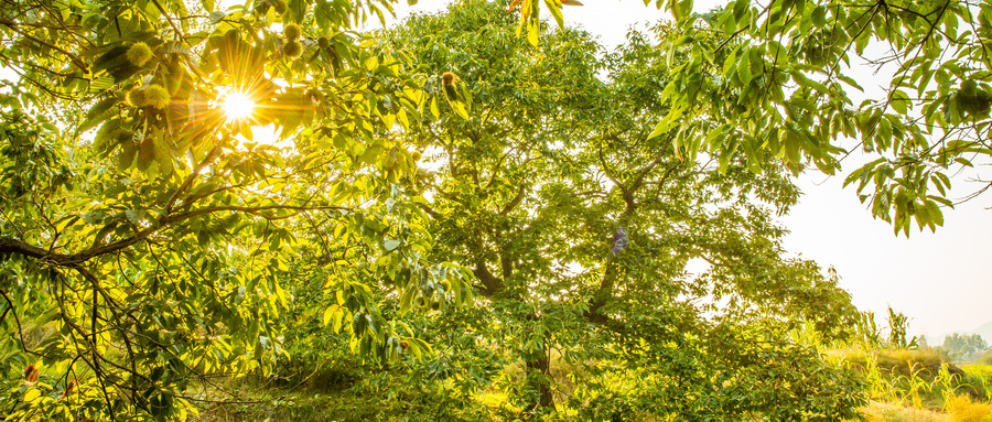 板栗干枯病怎么治,板栗树叶子发黄干枯怎么办